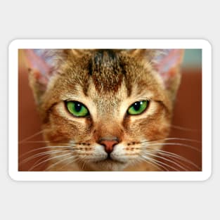 Cute Cat Close-up Photography Sticker